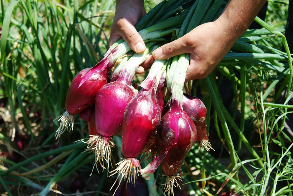 Cipolla Rossa di Tropea IGP Calabria